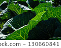 Vibrant Green Cabbage Leaves Showcasing Intricate Veins and Lush Texture in a Sunlit Garden Setting 130660841