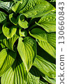 Lush Green Foliage of Hostas Showcasing Their Detailed Leaf Structures and Vibrant Color in a Natural Setting 130660843