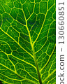 Intricate Pattern of a Green Leaf Highlighting Natures Fine Details and the Beauty of Botanical Design Under Natural Light 130660851