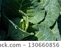 Vibrant Green Cabbage Leaves Showcasing the Natural Beauty and Texture of Fresh Produce in a Lush Garden Setting Under Natural Light 130660856