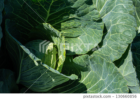 Vibrant Green Cabbage Leaves Showcasing the Natural Beauty and Texture of Fresh Produce in a Lush Garden Setting Under Natural Light 130660856