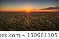 Sunset over wheat field glowing with golden light. 130661105