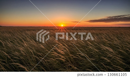 Sunset over wheat field glowing with golden light. 130661105