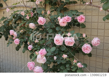I took a picture of a beautiful rose in the rose garden. 130661219