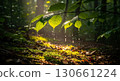 Sunlight shining through green forest leaves. 130661224