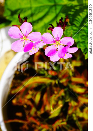 Carnivorous plant, African sundew, sundew, sundew 130661230