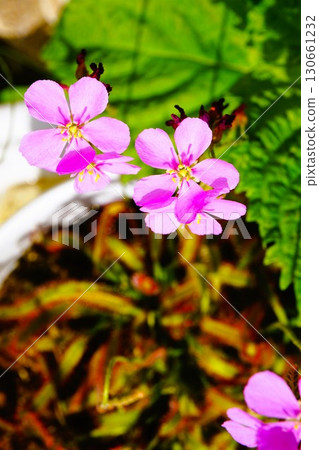 Carnivorous plant, African sundew, sundew, sundew 130661232