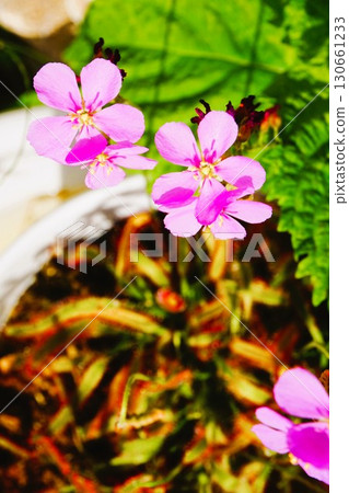 食肉植物,非洲茅膏菜,茅膏菜,茅膏菜 食肉植物,非洲茅膏菜,茅膏菜,茅膏菜 130661233