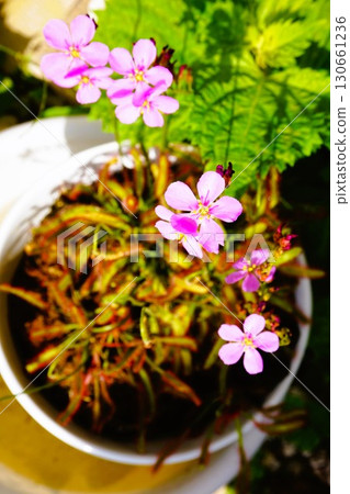 Carnivorous plant, African sundew, sundew, sundew Carnivorous plant, African sundew, sundew, sundew 130661236