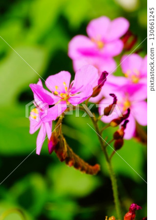 食肉植物，非洲茅膏菜，茅膏菜，茅膏菜 130661245