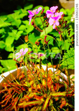 食肉植物，非洲茅膏菜，茅膏菜，茅膏菜 130661246