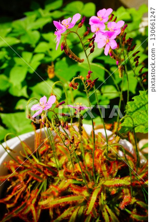食肉植物,非洲茅膏菜,茅膏菜,茅膏菜 食肉植物,非洲茅膏菜,茅膏菜,茅膏菜 130661247