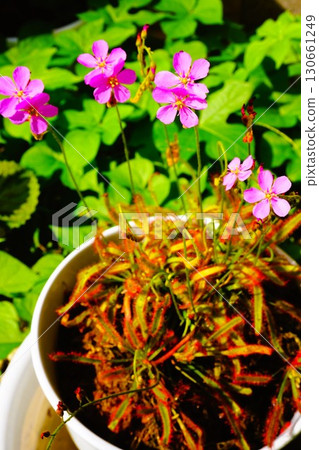 Carnivorous plant, African sundew, sundew, sundew Carnivorous plant, African sundew, sundew, sundew 130661249