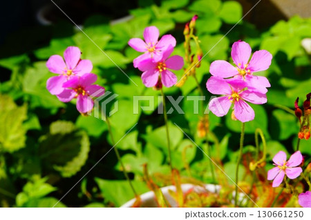 Carnivorous plant, African sundew, sundew, sundew Carnivorous plant, African sundew, sundew, sundew 130661250
