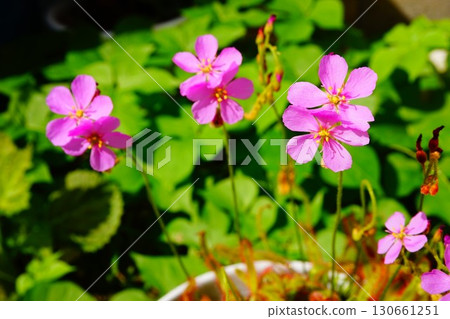 食肉植物,非洲茅膏菜,茅膏菜,茅膏菜 食肉植物,非洲茅膏菜,茅膏菜,茅膏菜 130661251