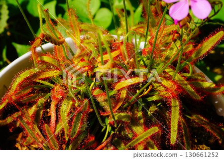 Carnivorous plant, African sundew, sundew, sundew 130661252