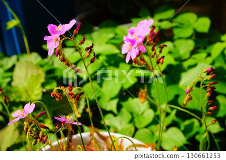 食肉植物,非洲茅膏菜,茅膏菜,茅膏菜 食肉植物,非洲茅膏菜,茅膏菜,茅膏菜 130661253