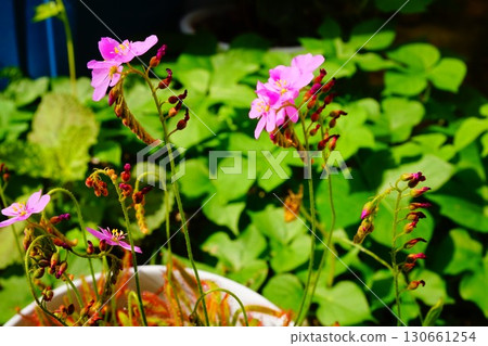 食肉植物,非洲茅膏菜,茅膏菜,茅膏菜 食肉植物,非洲茅膏菜,茅膏菜,茅膏菜 130661254