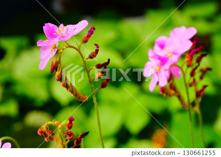 食肉植物,非洲茅膏菜,茅膏菜,茅膏菜 食肉植物,非洲茅膏菜,茅膏菜,茅膏菜 130661255