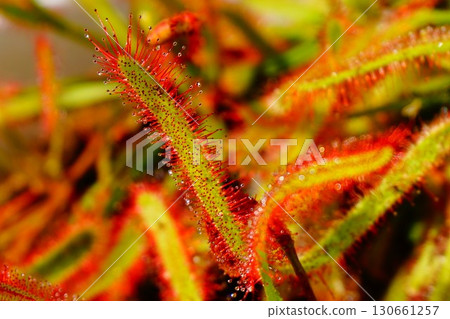 Carnivorous plant, African sundew, sundew, sundew Carnivorous plant, African sundew, sundew, sundew 130661257