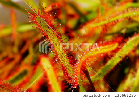 Carnivorous plant, African sundew, sundew, sundew 130661259