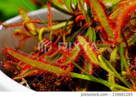食肉植物，非洲茅膏菜，茅膏菜，茅膏菜 130661265