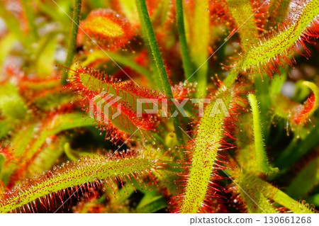 Carnivorous plant, African sundew, sundew, sundew 130661268