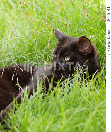 A black cat lies on the green grass in the garden. A black cat lies on the green grass in the garden. 130661412