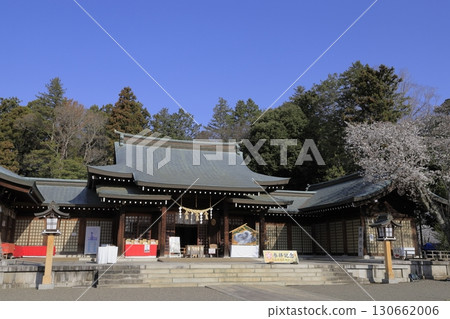 Under a clear blue sky, the grounds of Ibaraki Gokoku Shrine in Mito City, Ibaraki Prefecture, are beautiful with cherry blossoms in full bloom. Under a clear blue sky, the grounds of Ibaraki Gokoku Shrine in Mito City, Ibaraki Prefecture, are beautiful with cherry blossoms in full bloom. 130662006