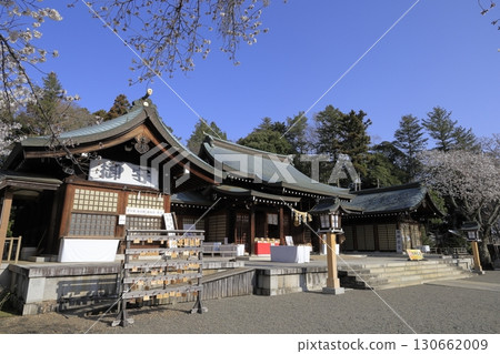 Under a clear blue sky, the grounds of Ibaraki Gokoku Shrine in Mito City, Ibaraki Prefecture, are beautiful with cherry blossoms in full bloom. 130662009