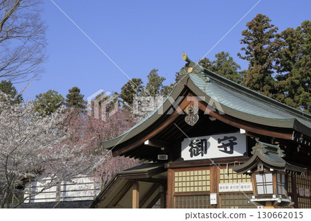 在湛藍的天空下，茨城縣水戶市的茨城護國神社境內櫻花盛開，景色美麗。 130662015