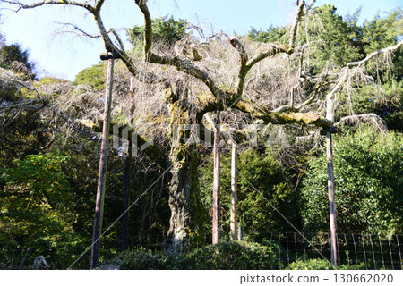 Chokozan Shotaiji Temple Weeping Cherry Blossoms 130662020