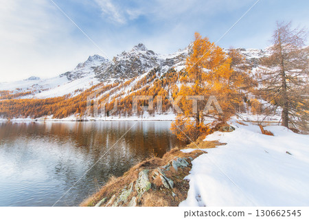 Autumn larches in the mountains with the first snow 130662545