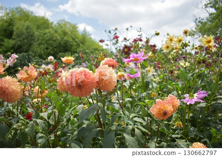 Multicolored Dahlia 130662797