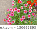 Pink zinnia flowers 130662893