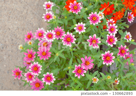 Pink zinnia flowers 130662893