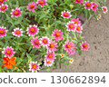 Pink zinnia flowers 130662894