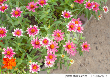 粉紅色百日菊花 130662894