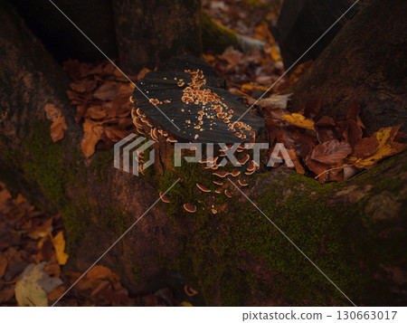 Plitvice Lakes in Croatia during autumn Plitvice Lakes in Croatia during autumn 130663017