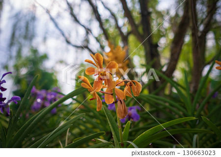 walk in Perdana Botanical Garden, Kuala Lumpur , Malaysia walk in Perdana Botanical Garden, Kuala Lumpur , Malaysia 130663023