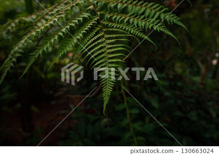 walk in Perdana Botanical Garden, Kuala Lumpur , Malaysia walk in Perdana Botanical Garden, Kuala Lumpur , Malaysia 130663024