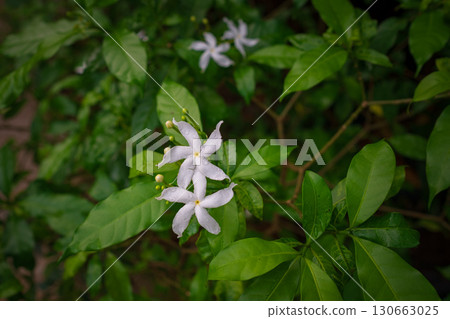 walk in Perdana Botanical Garden, Kuala Lumpur , Malaysia walk in Perdana Botanical Garden, Kuala Lumpur , Malaysia 130663025