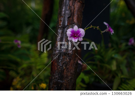 walk in Perdana Botanical Garden, Kuala Lumpur , Malaysia 130663026