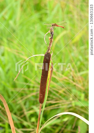 A red dragonfly resting on a cattail next to a rice field 130663183