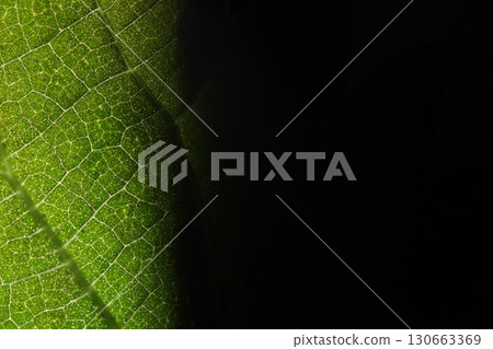 Green fresh leaf texture, extreme close up, flat material, dried leaf, two sided flat background Green fresh leaf texture, extreme close up, flat material, dried leaf, two sided flat background 130663369