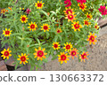Orange small flowers Zinnia 130663372