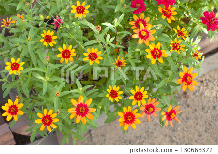 Orange small flowers Zinnia Orange small flowers Zinnia 130663372