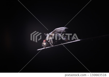 Fly on a dark background in macro, insect details on black, dead insect Fly on a dark background in macro, insect details on black, dead insect 130663516