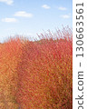 Kochia autumn leaves 130663561