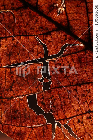 Red leaf texture, extreme close up, flat material, dried leaf, macro view Red leaf texture, extreme close up, flat material, dried leaf, macro view 130663659